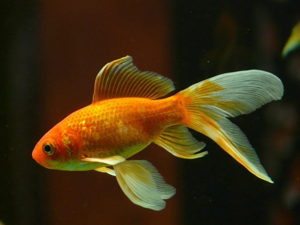 Comment nourrir un poisson rouge