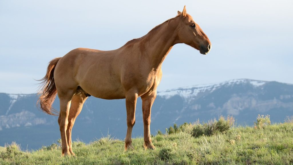 Race de chevaux