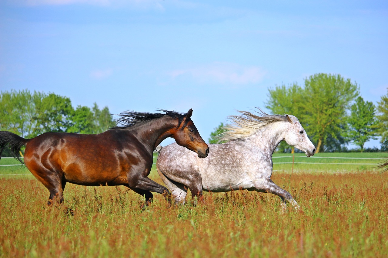 différenciation des chevaux